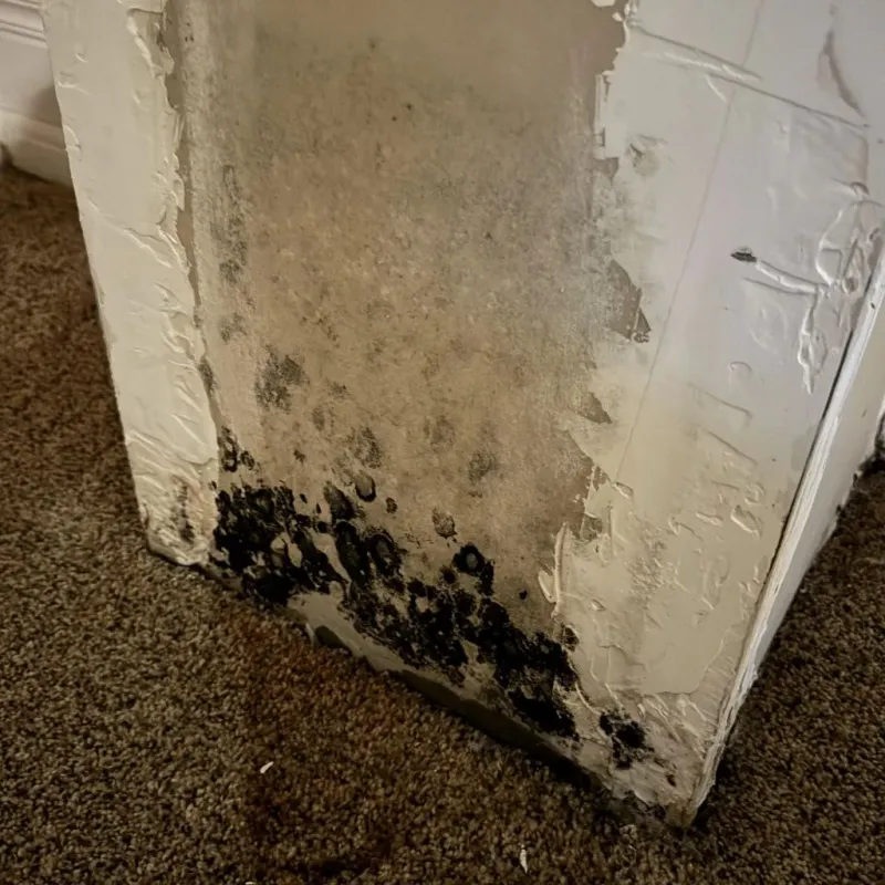 Professional Mold Removal in Weston, MA